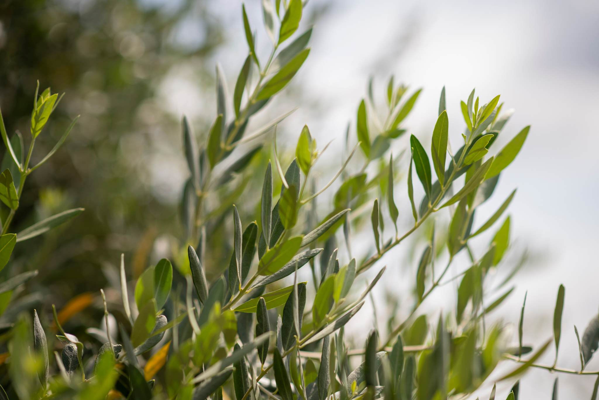 olive-tree-italy-ericafrisk