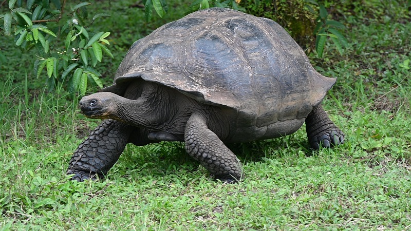 galapagos tortoise walking on grass