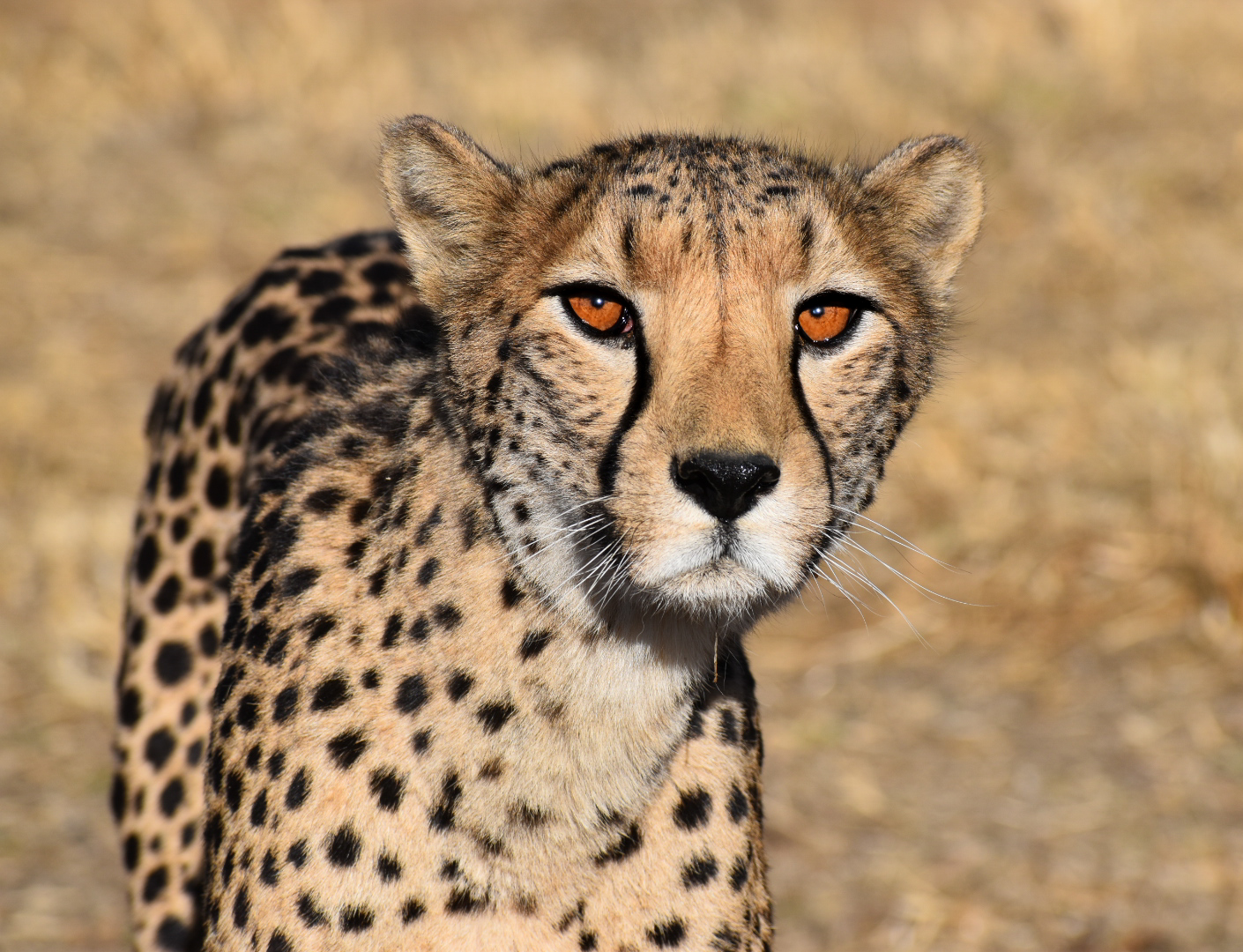 cheetah looking at camera