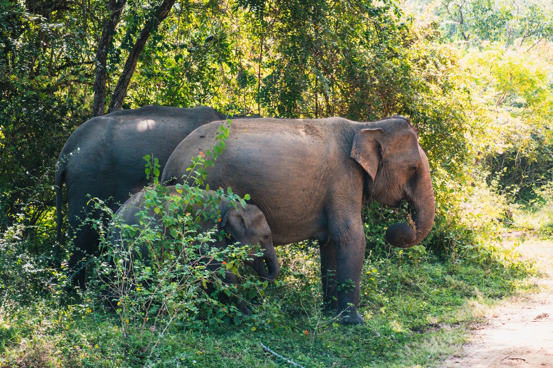 elephants walking out of lush forest