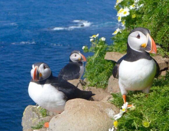 atlantic-puffins-flowers-iceland-ceice_mattpiercy-883