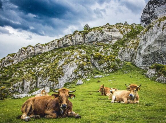 cows-in-spain-hayden-walker-q7ihfzi5wgo-unsplash