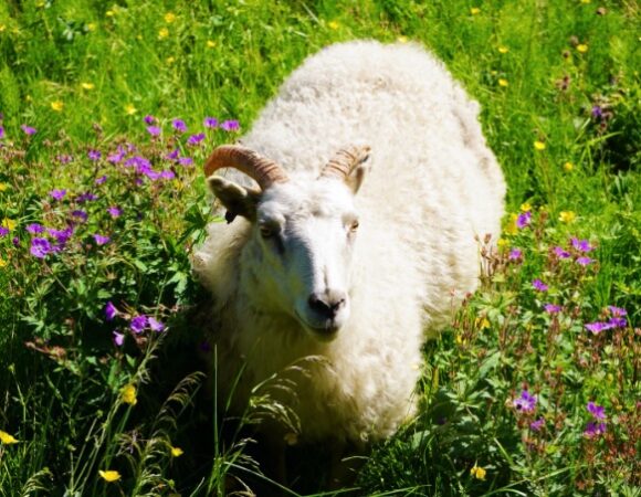 sheep-wildflowers-iceland-ceice_2019_katebrown_s-9