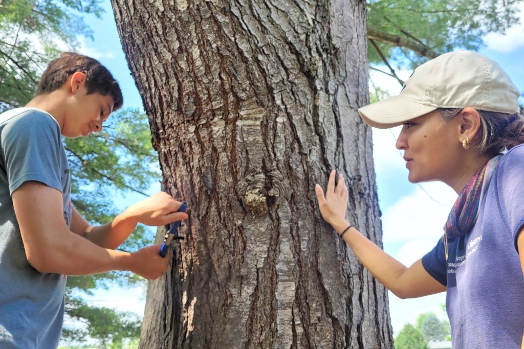 student-and-expert-tapping-tree