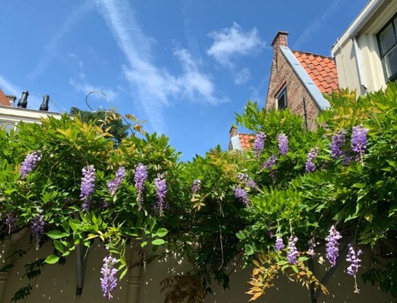 wisteria-msfrho_2019_beccashumlin_l-383