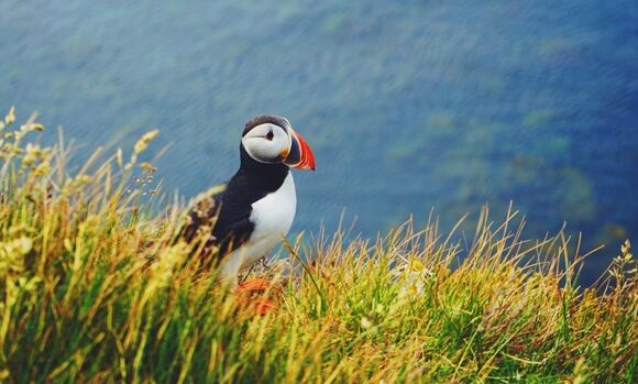 atlantic-puffin-katebrown-iceland