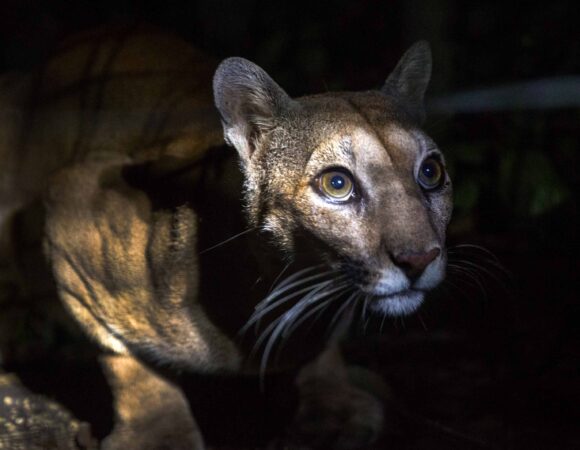 belize-zoo