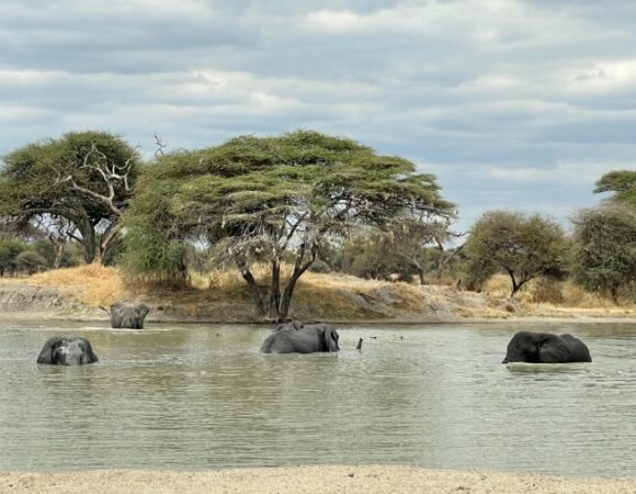 elephants-bathing-tanzania-safari-allisonmoon