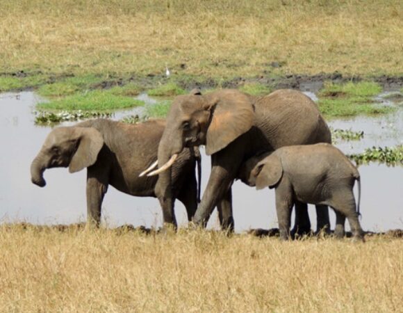 elephants-watering-hole-tanzania-cstana_alexfeltes-30