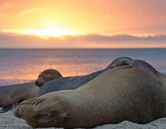 galapagos-sea-lions-beach-sunset-llec-5