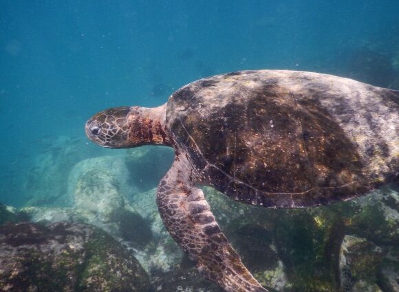 galapagos-sea-turtle-mseca_2019_jacolyncody_s-21