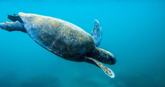 galapagos-turtle-ecuador_stevebyrne-9