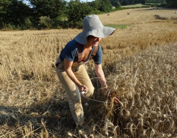 harvesting-wheat-with-scythe-pulicaro-italy-ceit_krisdelatorre