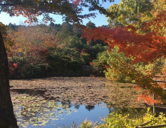 japan-tree-view-heatherweas