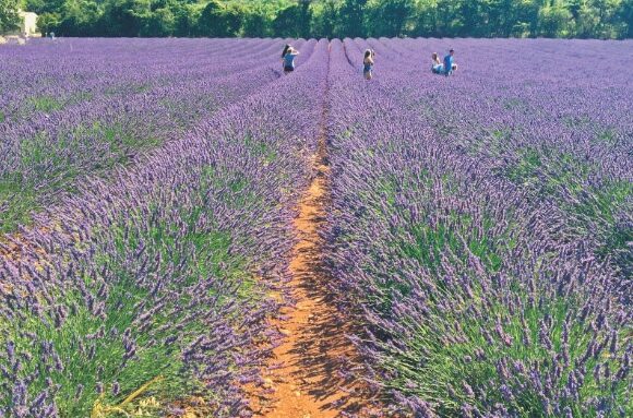 lavender-fields-france-llfra_unknown-190