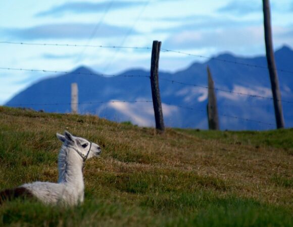 llama-ecuador-mountains-llec_shelbykassab-2