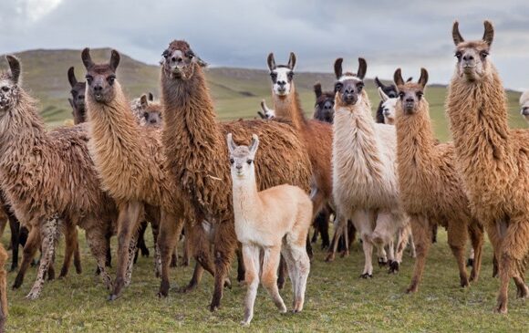 llamas-peru-3peru_erikaskogg-5242