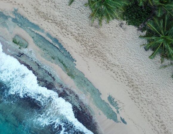 puerto-rico-beach-forest