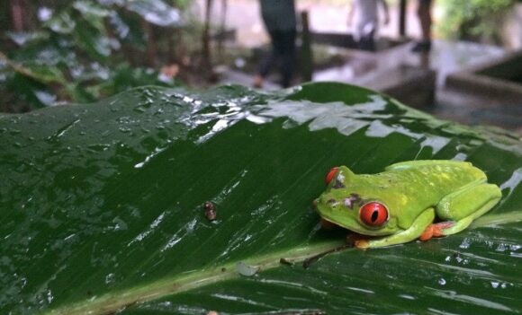 red-eyed-tree-frog-costa-rica-cscra_julianagutierrez-567