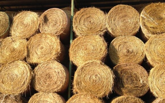 round-hay-bales-italy-farm-ceit_jillsantopietro-4-cropped