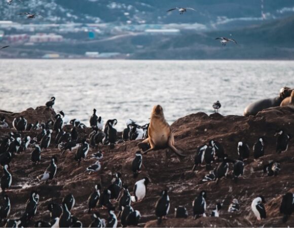 sea-lions-penguins-rocky-coast-argentina-cepat_2019_danielteitelbaum_s-219