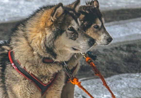 sled-dogs-argentina-cepat_2019_danielteitelbaum_s-267-edited