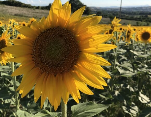 sunflower-ceeu_caramasullo-197