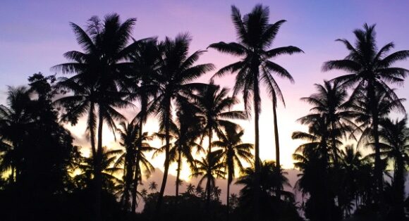 sunset-fiji-palm-trees-csfija_student_megandonahoe-img_7041