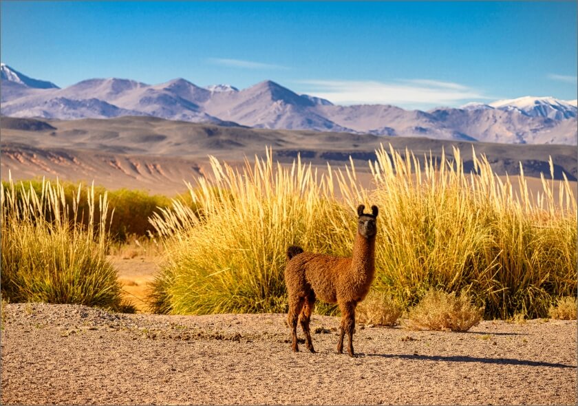 alpaca-argentina