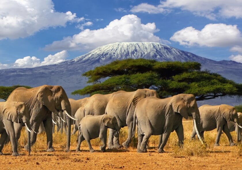 elephants-safari-tanzania