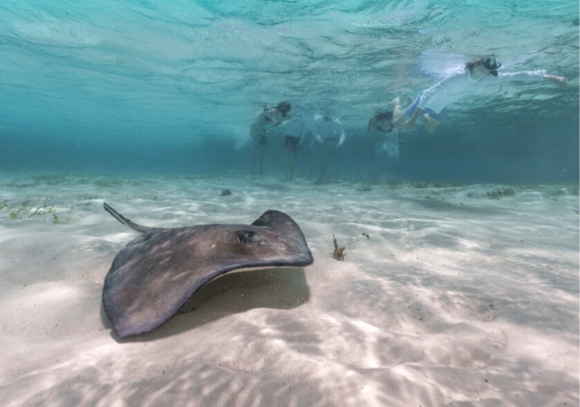 ray-underwater-belize