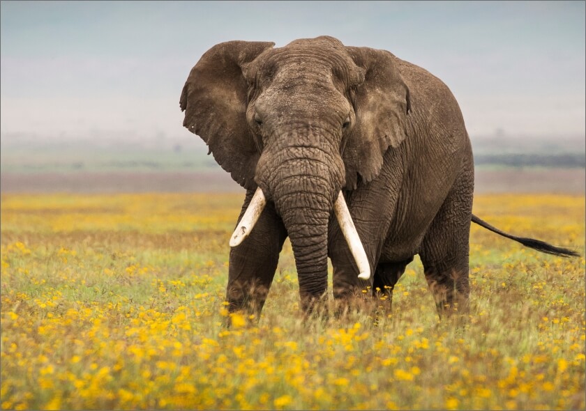 tanzania-elephant