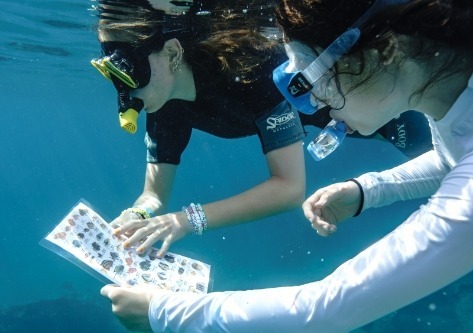 under-water-studying-fish