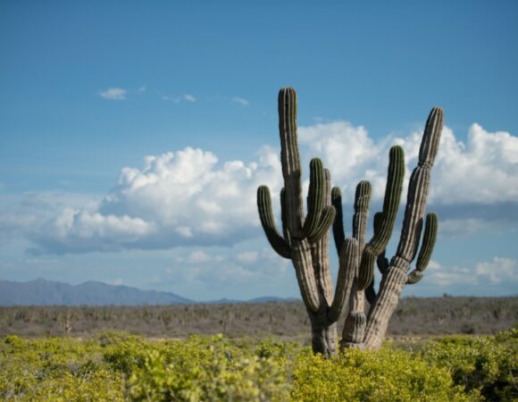 baja-cactus