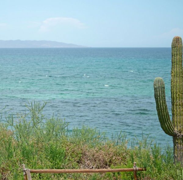 baja-cactus-water