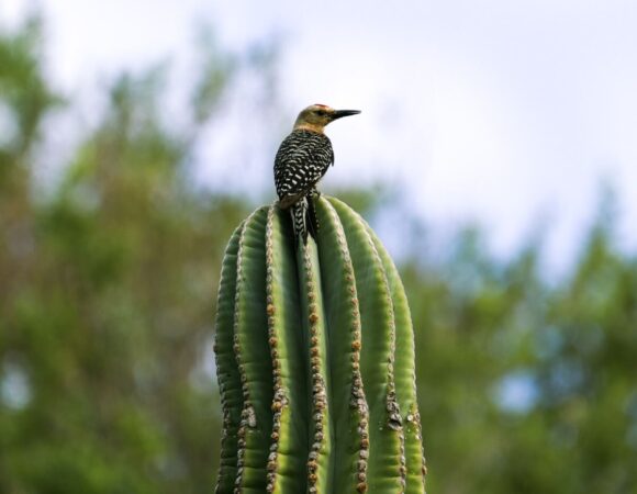 bird-cactus-baja