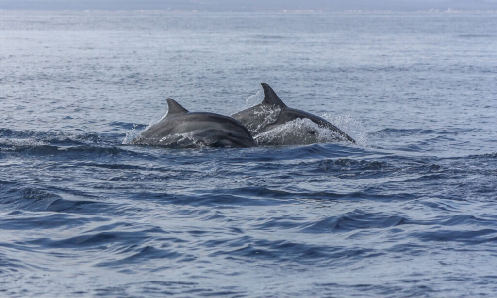 breaching-dolphins