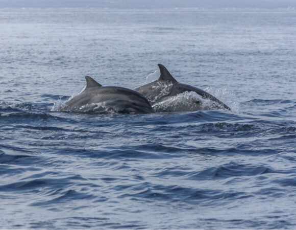 breaching-dolphins