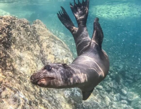 sea-lion-swimming-underwater-baja