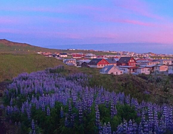 pink and blue sunrise over aerial view of city behind purple flowers