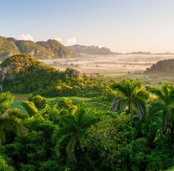 aerial view of trees and fog in vinales