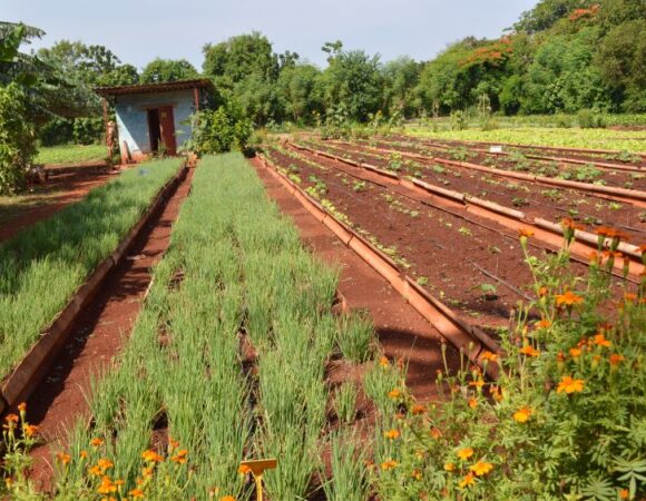 farm in cuba