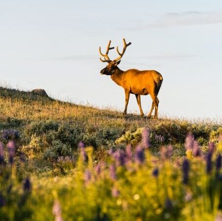 2025-Putney-yellowstone_11