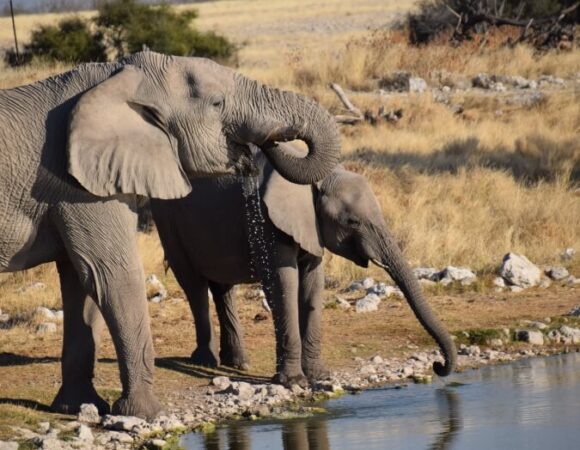 baby-and-adult-elephants-drinking-namibia