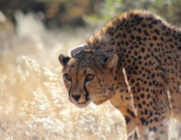 cheetah-wildlife-conservation-namibia