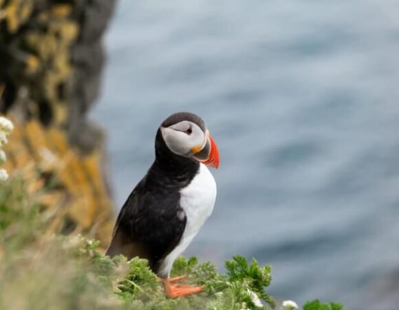 puffin-iceland-cliff