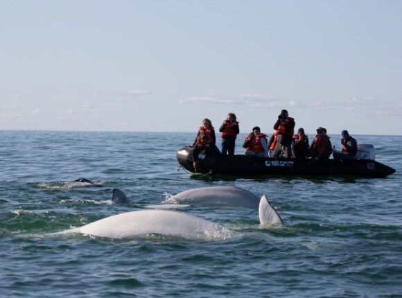 students-photograph-beluga-whales-churchill-river-estuary