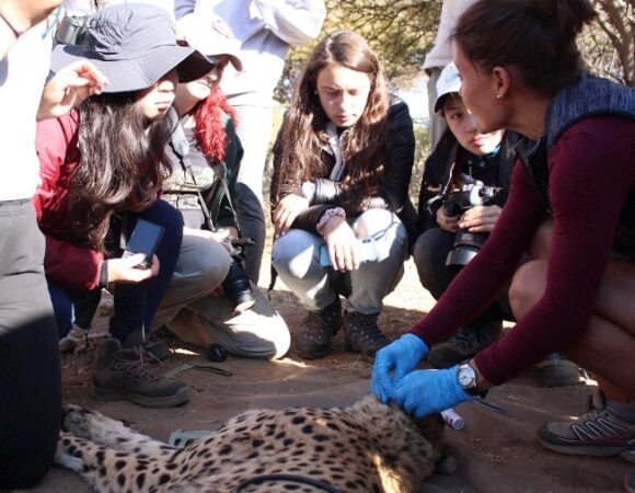 tracking-cheetah-wildlife-conservation-students-namibia